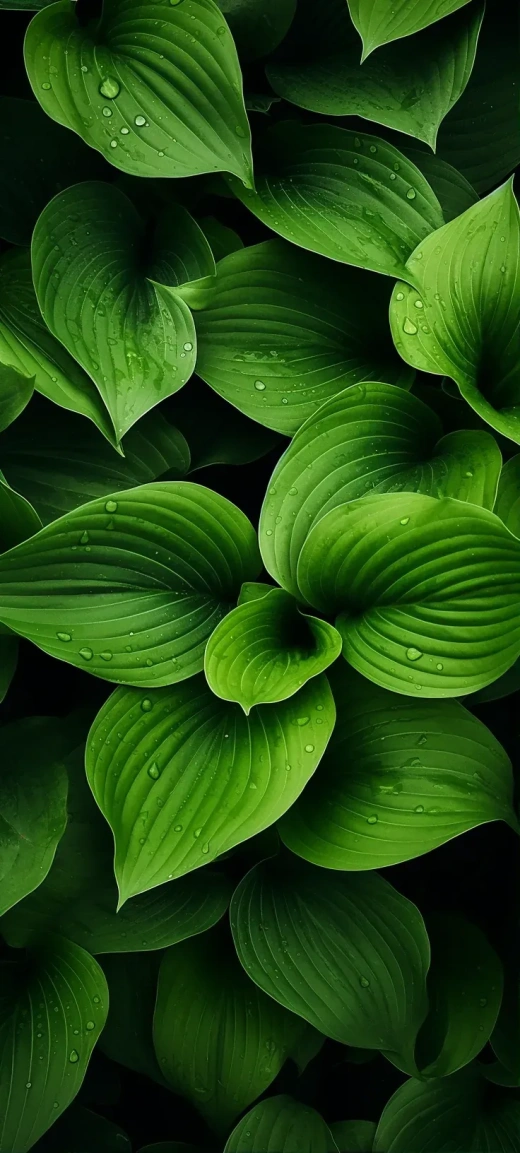 自然之美：绿叶与百合图案壁纸