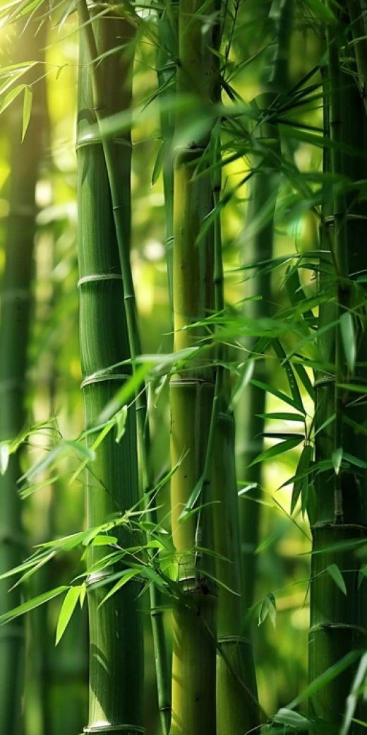 竹林中的風(fēng)景-捕捉風(fēng)吹竹葉形成的龍瞬間 - 第7685期