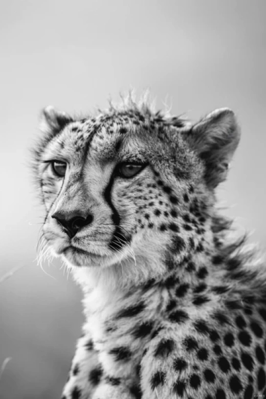獵豹動態畫面集合-展示獵豹瞬間爆發的速度與專注力 - 第3506期