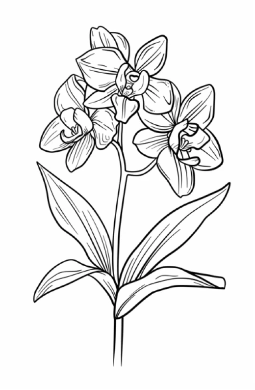 簡約插畫花卉素描集 - 第9380期