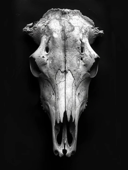 骷髏頭插畫集合-黑白骷髏頭、鹿角骷髏頭等插畫作品 - 第4591期
